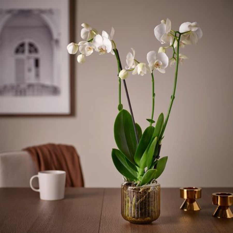 گلدان ایکیا مدل IKEA GRADVIS